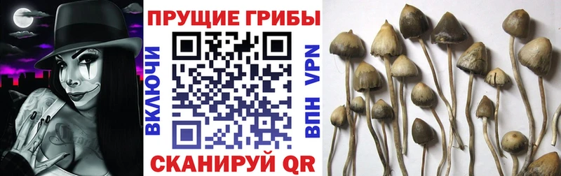 Псилоцибиновые грибы Psilocybine cubensis  Алексеевка 